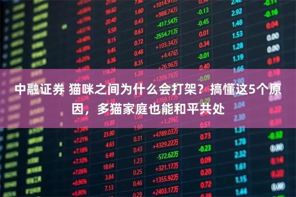 中融证券 猫咪之间为什么会打架？搞懂这5个原因，多猫家庭也能和平共处